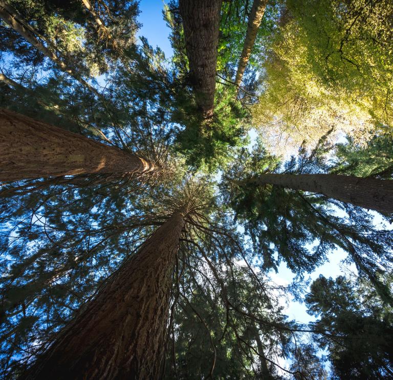shot of tall trees from the forst floor with a blue sky and sunlight peeking through