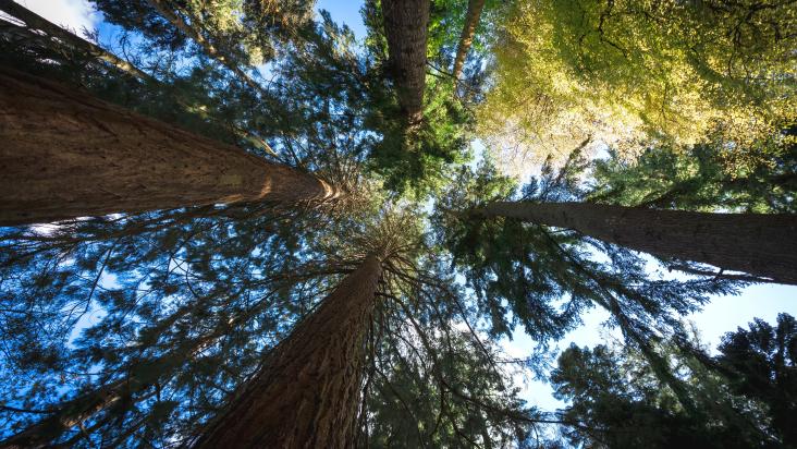 shot of tall trees from the forst floor with a blue sky and sunlight peeking through